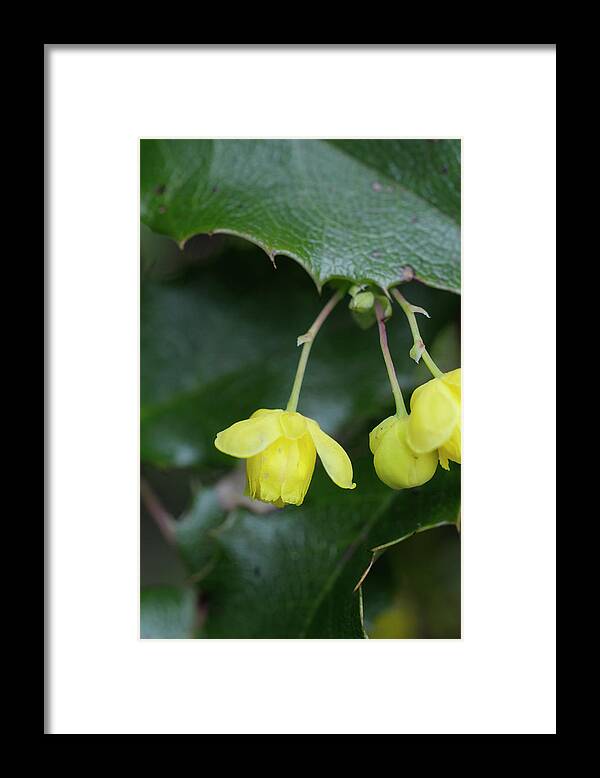 Flowers Framed Print featuring the photograph Oregon Grape Mahonia aquifolium, Cowichan Valley, Vancouver Island, British Columbia by Kevin Oke