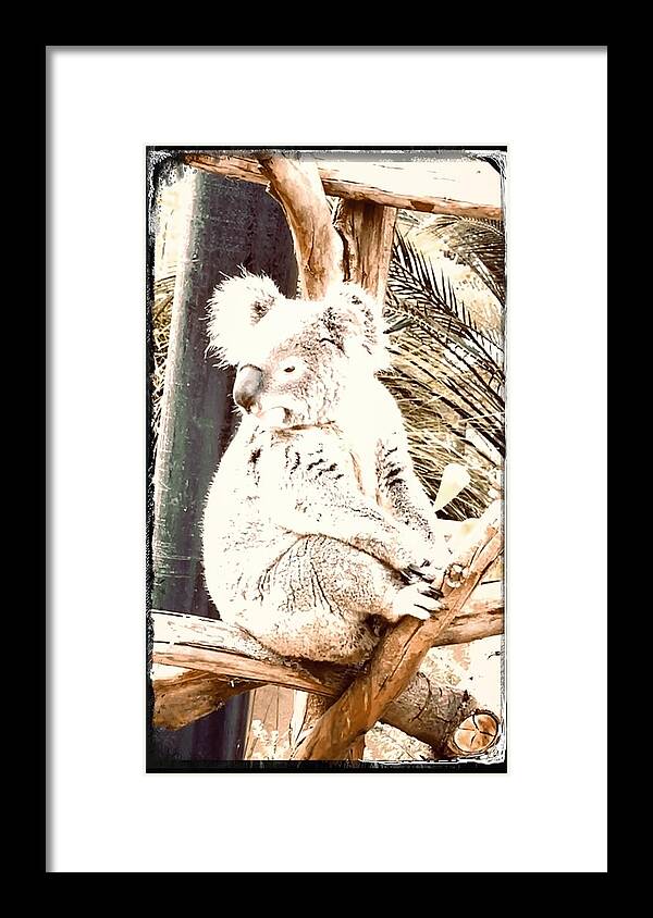 Koala Bear Brown Tan White Black Eye Animal Black Frame Branch Green Palm Grey Framed Print featuring the digital art Original Koala Bear by Kathleen Boyles