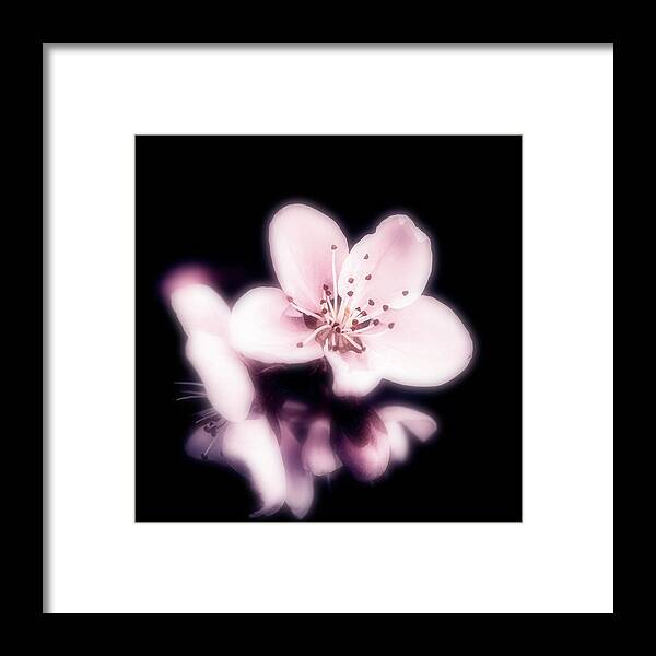 Flowers Framed Print featuring the photograph Orton Spring by Philippe Sainte-Laudy