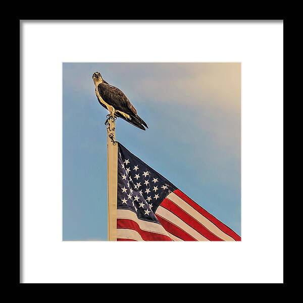 Ospray Bird Feathers Flag Framed Print featuring the photograph Osprey10a by John Linnemeyer