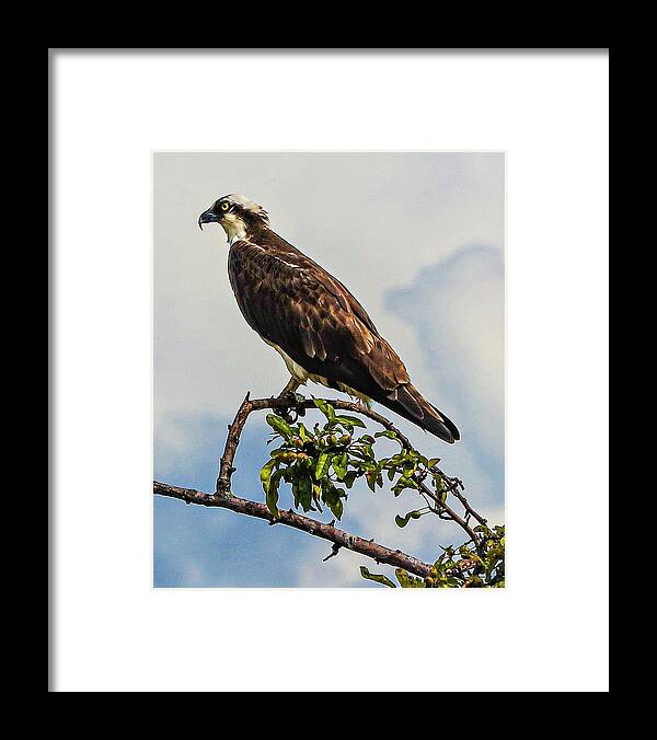 Ospray Bird Feathers Branch Leaves Framed Print featuring the photograph Osprey8 by John Linnemeyer