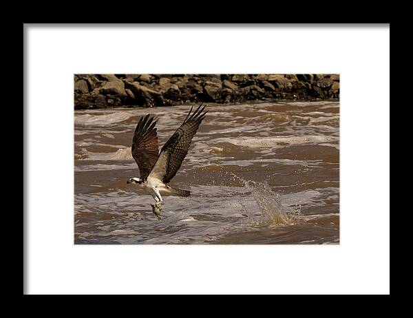 Osprey Framed Print featuring the photograph Catch of the Day by Doug McPherson
