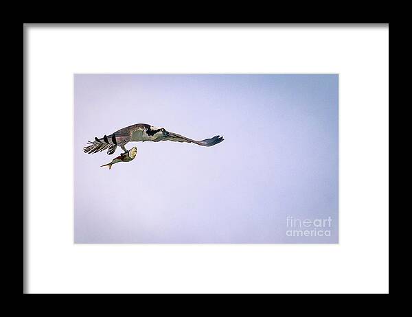 Osprey Framed Print featuring the photograph Osprey flying with fish. by Alyssa Tumale