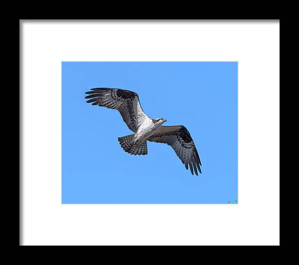 Nature Framed Print featuring the photograph Osprey in Flight DRB0282 by Gerry Gantt