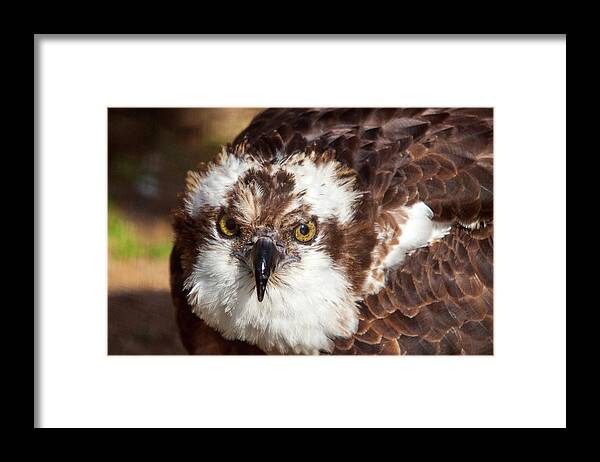 Bird Framed Print featuring the photograph Osprey by Steve Stuller