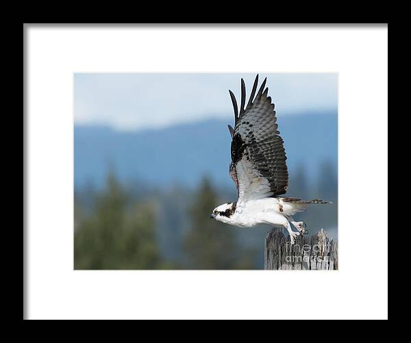 Kmaphoto Framed Print featuring the photograph Osprey Taking Off by Kristine Anderson
