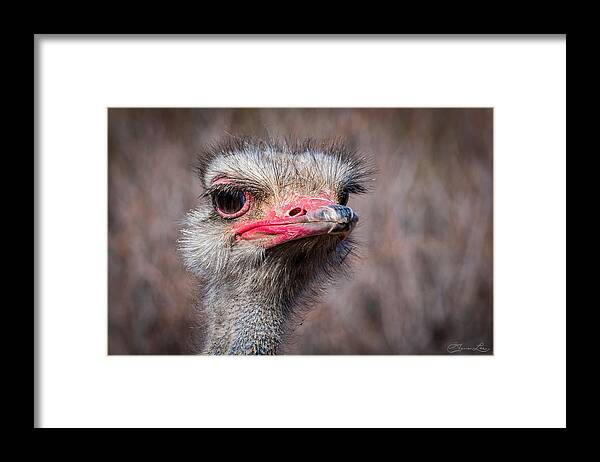 Ostrich Out Of Africa Fstop101 Framed Print featuring the photograph Ostrich by Geno Lee