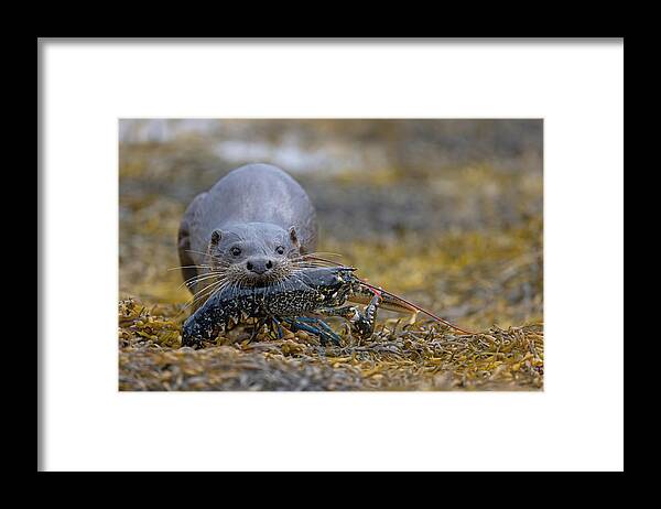 Eurasian Framed Print featuring the photograph Otter Bringing Ashore A Lobster by Pete Walkden