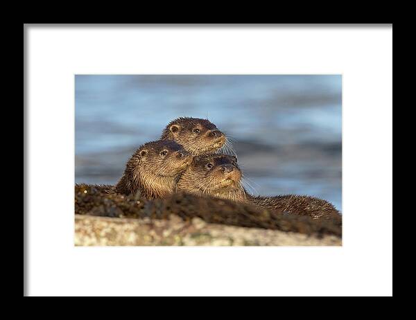 Otter Framed Print featuring the photograph Otter Pyramid by Pete Walkden