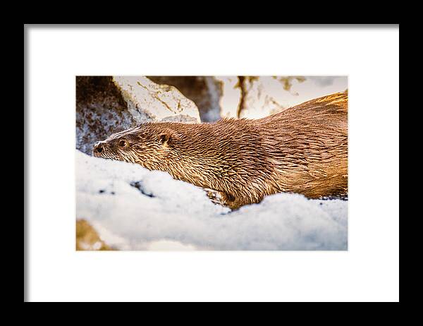 Lake Framed Print featuring the photograph Otter Slide by Mike Lee