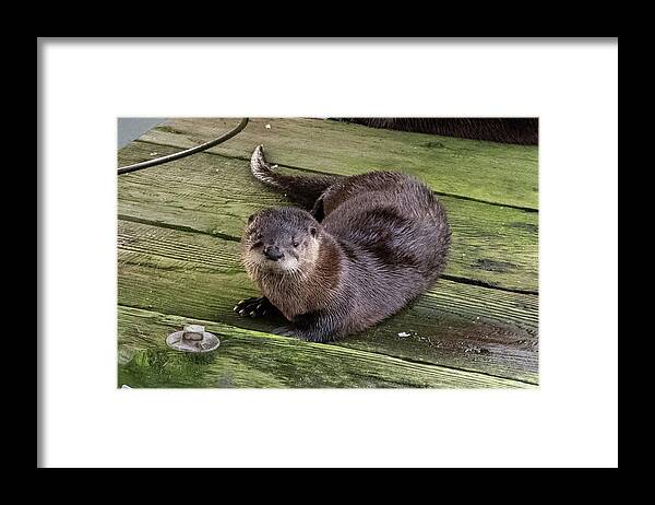 Otter Framed Print featuring the photograph Otter takes a break by Stephen Sloan