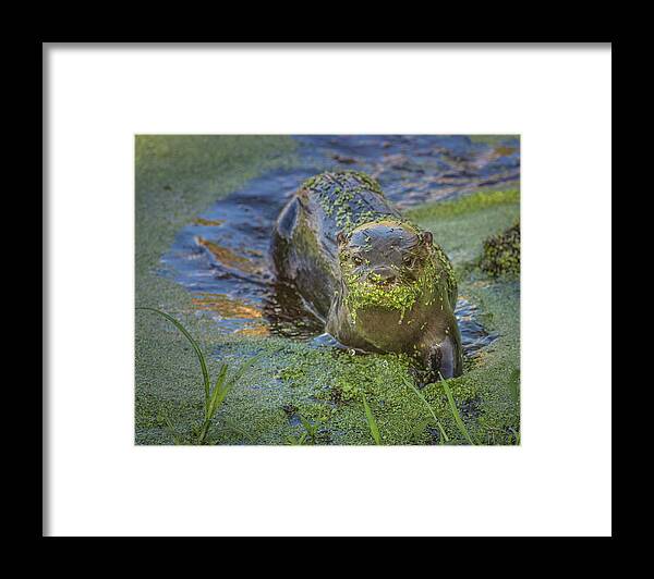 Otter Framed Print featuring the photograph Otterly Adorable by Rebecca Herranen