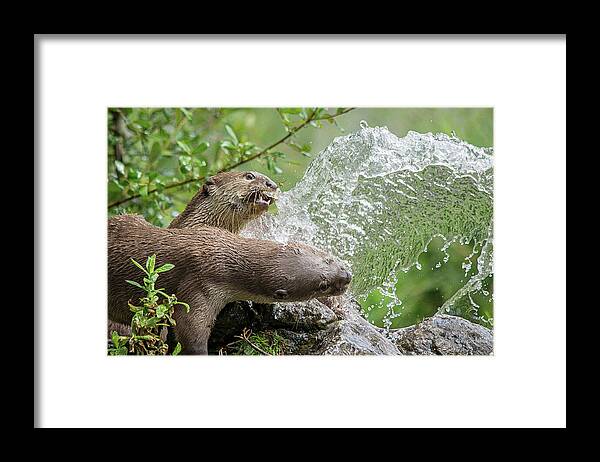Otters Framed Print featuring the photograph Otters in the fountain by Gareth Parkes