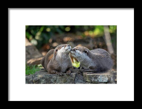 Otter Framed Print featuring the photograph Otters kissing by Gareth Parkes