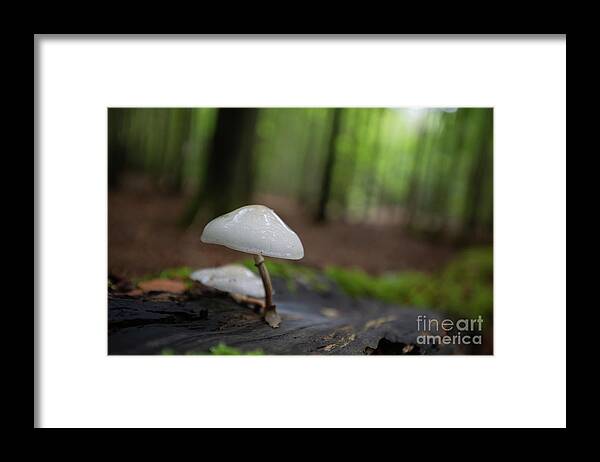 Porcelain Fungus Framed Print featuring the photograph Oudemansiella mucida by Eva Lechner