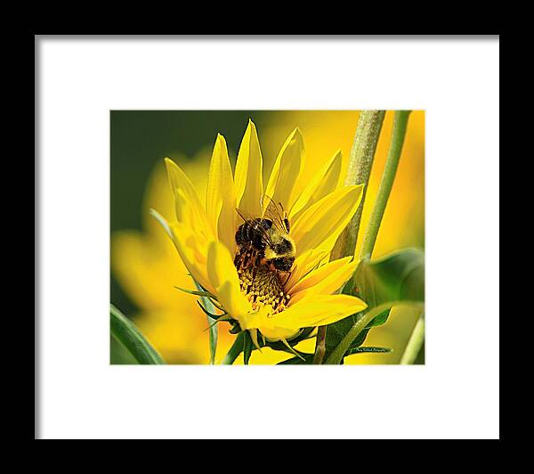 Bee Framed Print featuring the photograph Our Best Friend by Mary Walchuck
