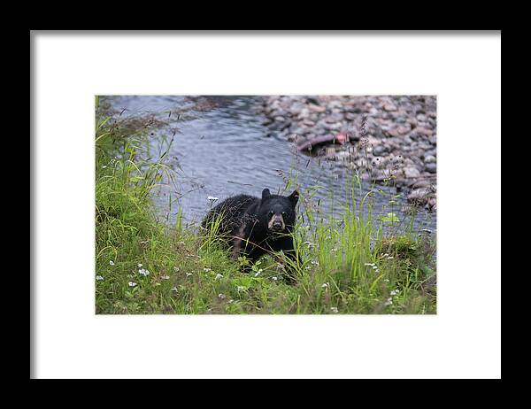 Black Bear Framed Print featuring the photograph Out of the creek by David Kirby