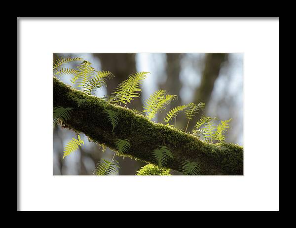 Nature Framed Print featuring the photograph Out on a LImb by Bob Cournoyer