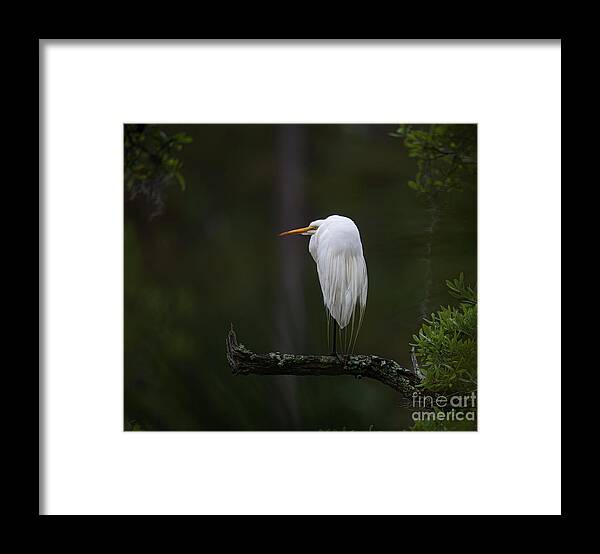 Egre Framed Print featuring the photograph Out on a Limb - Great White Heron by Dale Powell