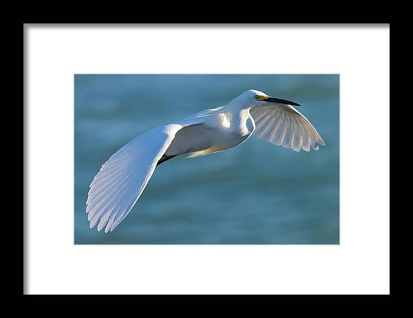 Snowy Egret Framed Print featuring the photograph Outstretched Glide by RD Allen