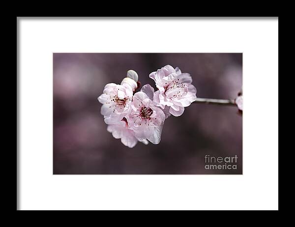Spring Blossom Framed Print featuring the photograph Over A Blossom Cloud by Joy Watson