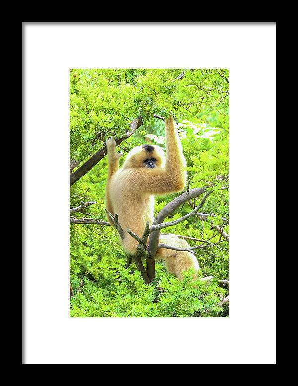 Gibbon Framed Print featuring the photograph Over the shoulder look by Bentley Davis