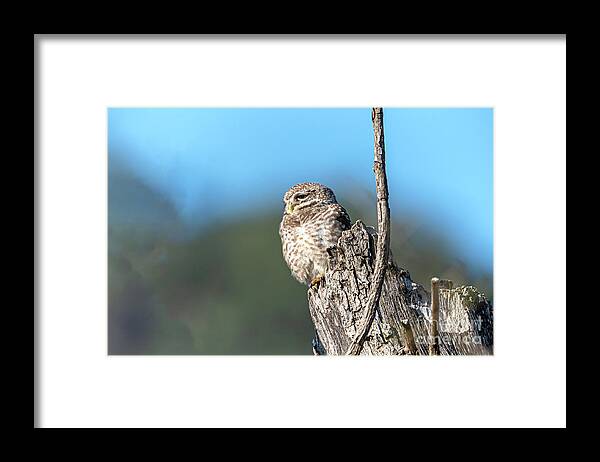 Animal Framed Print featuring the digital art Owl on a stump by Pravine Chester