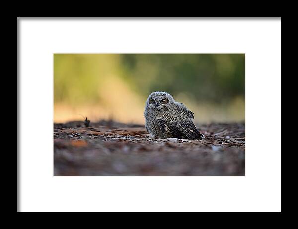 Owl Framed Print featuring the photograph Owlet on the ground - Rancho San Antonio, Cupertino by Amazing Action Photo Video