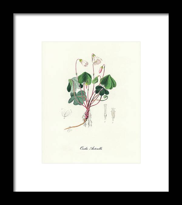 Oxalis Acetosella Framed Print featuring the digital art Oxalis Acetosella - Wood Sorrel - Medical Botany - Vintage Botanical Illustration - Plants and Herbs by Studio Grafiikka