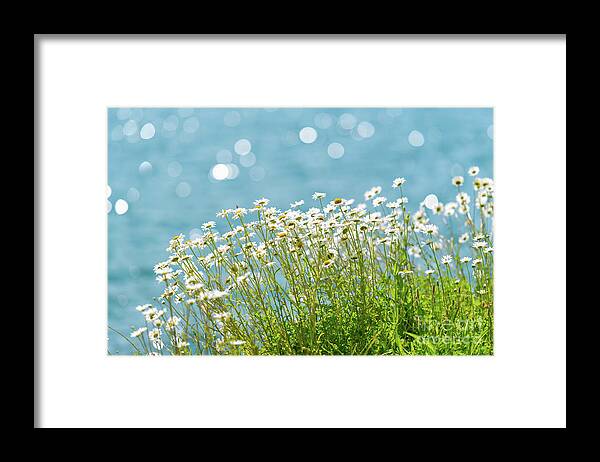 Aster Framed Print featuring the photograph Oxeye Daisies at the Lake by Nancy Gleason