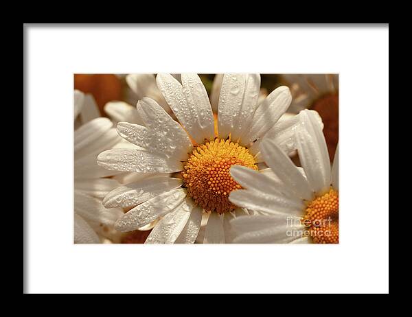 Daisy Framed Print featuring the photograph Oxeye wild daisys close up with morning dew drops by Simon Bratt
