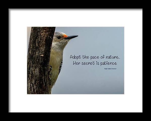 Woodpecker Framed Print featuring the photograph Pace of Nature by Cathy Kovarik