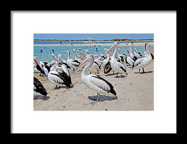 Many Australian Pelicans Framed Print featuring the photograph Packed Beach by Az Jackson
