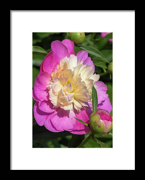 Flower Framed Print featuring the photograph Paeonia Bowl of Beauty by Dawn Cavalieri