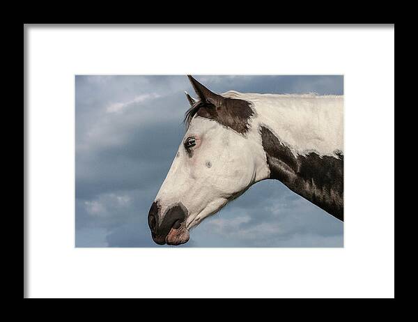 American Paint Horse Framed Print featuring the photograph Paint by Maresa Pryor-Luzier