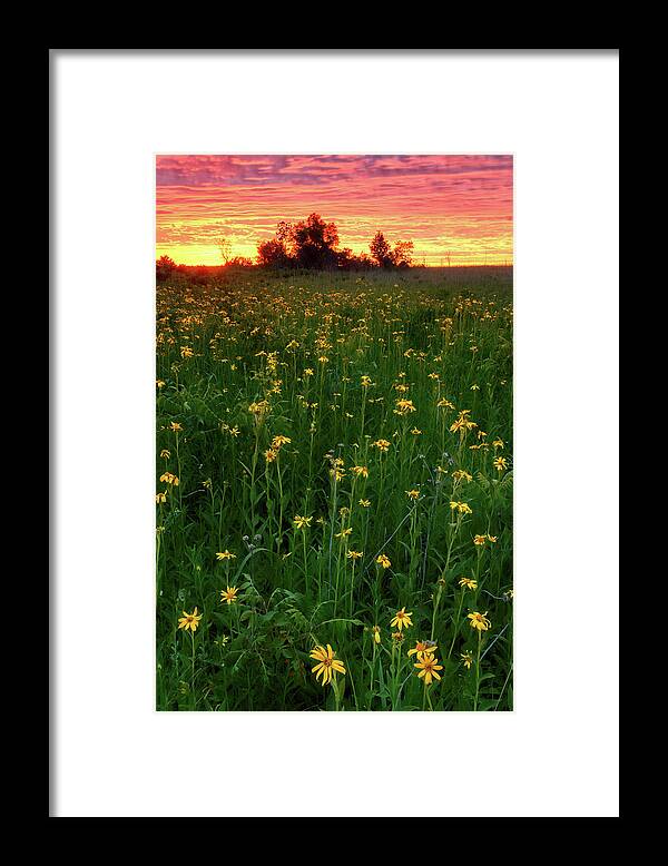 Wildflower Framed Print featuring the photograph Paintbrush Prairie V by Robert Charity