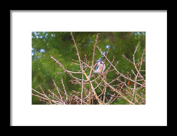 Nature Framed Print featuring the photograph Painted Blue Jay by John Kirkland