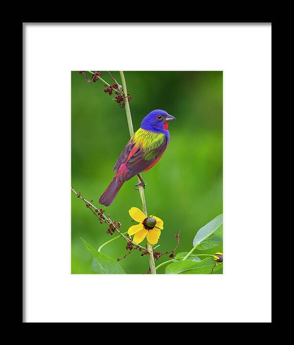 Bunting Framed Print featuring the photograph Painted in the Morning by Jim E Johnson