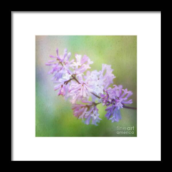 Korean Lilac Framed Print featuring the photograph Painted Korean Lilac by Anita Pollak