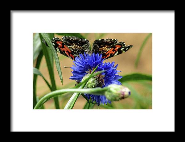 Butterfly Framed Print featuring the photograph Painted Lady 4 by Kim Galluzzo