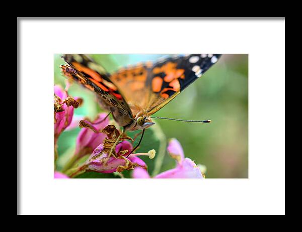 Butterfly Framed Print featuring the photograph Painted lady butterfly feeding by Dan Friend
