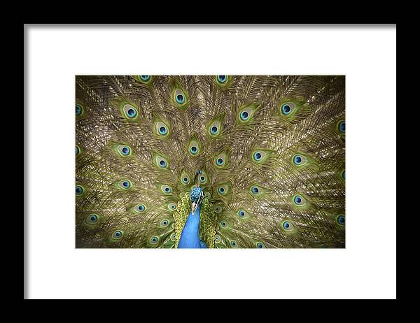 Peacock Framed Print featuring the digital art Painted Peacock by Naomi Maya