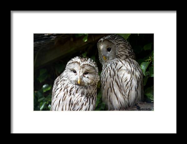 Animal Themes Framed Print featuring the photograph Pair of barred owls by s0ulsurfing - Jason Swain