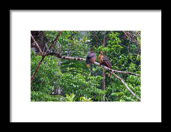 Amazon Framed Print featuring the photograph Pair of Hoatzin birds - Stinkbird by Henri Leduc
