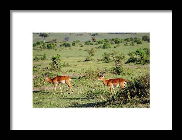 Impalas Framed Print featuring the photograph Pair of Impalas, Kenya by Aashish Vaidya