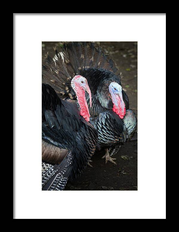 Animal Framed Print featuring the photograph Pair of turkeys by Anita Nicholson