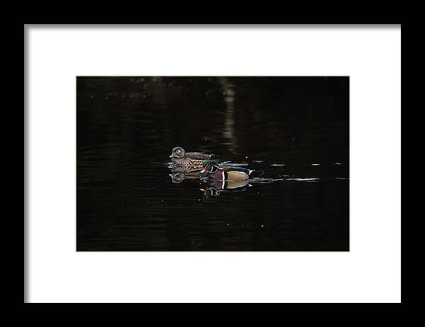 Wood Duck Framed Print featuring the photograph Pair of Wood Ducks by Jerry Cahill