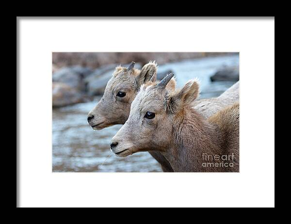 Bighorn Sheep Framed Print featuring the photograph Pair of Young Bighorns by the Platte by Steven Krull