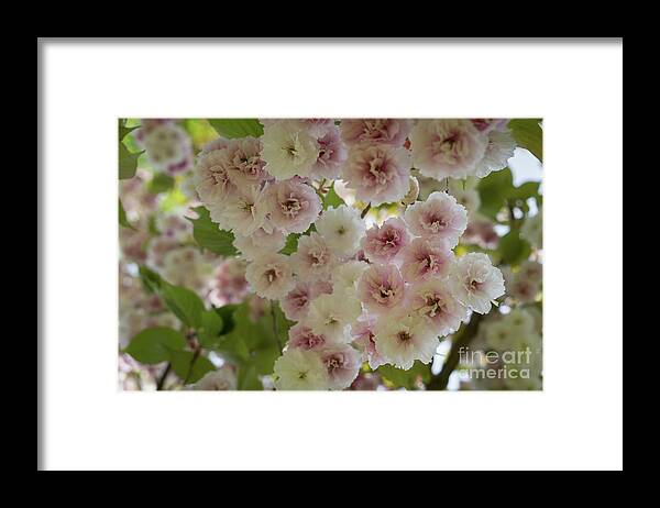 Cherry Blossom Framed Print featuring the photograph Pale pink blossoms of an ornamental cherry in spring 4 by Adriana Mueller
