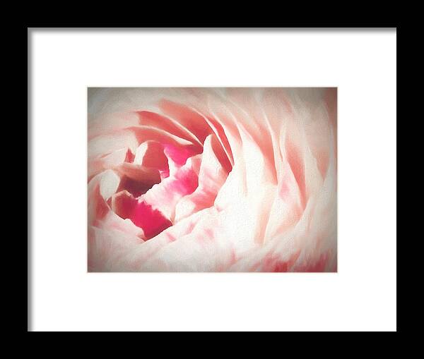 Pink Ranunculus Framed Print featuring the photograph Pale Pink Ranunculus Flower by Rebecca Herranen